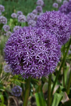 Obrzok (7)