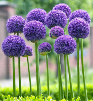 Allium GLADIATOR Packungsinhalt 2 St.