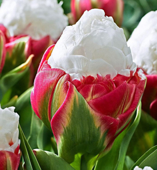 Tulpe ICE CREAM Packungsinhalt 3 St.
