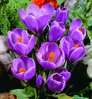 Groblumige Krokusse 'GRAND MAITRE' Packungsinhalt 10 St