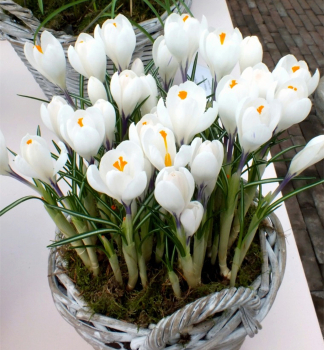 Groblumige Krokusse 'JEANNE D'ARC' Packungsinhalt 10 St