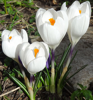 Gro�blumige Krokusse 'JEANNE D'ARC' Packungsinhalt 10 St.