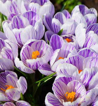 Gro�blumige Krokusse �KING OF THE STRIPED� Packungsinhalt 10 St.