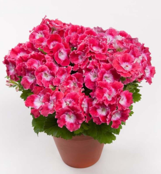 Edelgeranie �BERMUDA�CHERRY�, Cont. 0,5 l