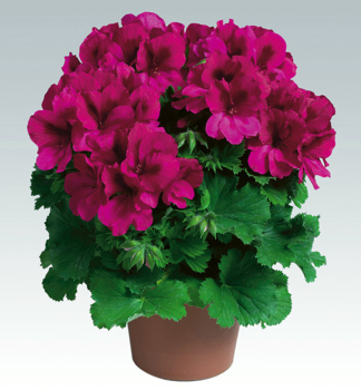 Edelgeranie �ARISTO� BURGUNDY�, Cont. 0,5 l