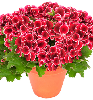Edelgeranie �ARISTO�RED BEAUTY�, Cont. 0,5 l