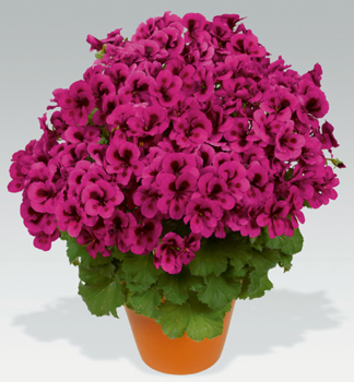 Edelgeranie �CANDY FLOWERS� VIOLET�, Cont. 0,5 l