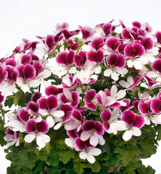 Englische Geranie �ANGELEYES� BICOLOR', Cont. 0,5 l