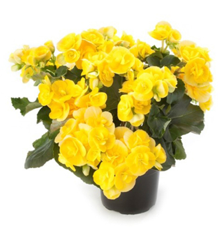 Begonie �SUNBRERO YELLOW��, kont. 0,5 l