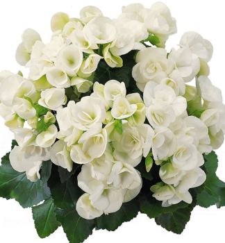 Elatior-Begonie �SUNBRERO CLARA��, kont. 0,5 l