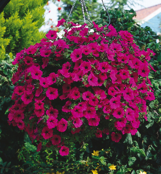 Surfinie �BURGUNDY��, Cont. 0,5 l