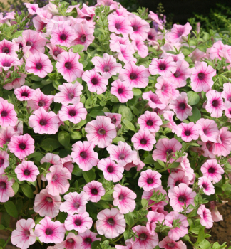 Surfinie �PINK VEIN��, Cont. 0,5 l