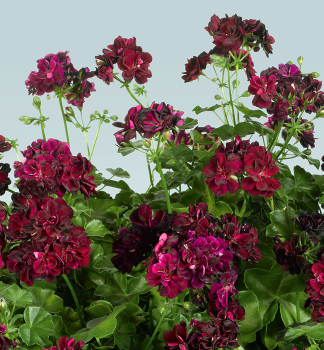 H�nge-Geranie �TOMMY��, Cont. 0,5 l