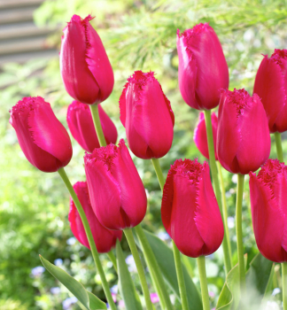 Tulpe �BURGUNDY LACE� Packungsinhalt 5 St.