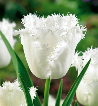 Tulpe �HONEYMOON�, Packungsinhalt 5 St.