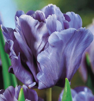 Tulpe BLUE PARROT, Packungsinhalt 5 St.