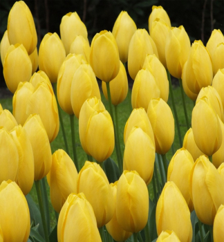 Tulpe BIG SMILE, Packungsinhalt 5 St.