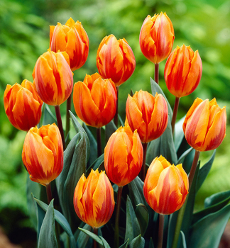 Tulpe PRINCESS IRENE Packungsinhalt 5 St.