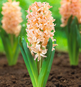 Hyazinthe �GIPSY QUEEN�, Cont. 0,3 l