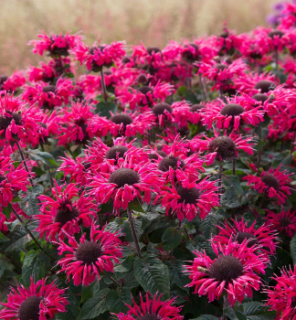 Indianernessel �BEE�MERRY� Cont. 0,5 l