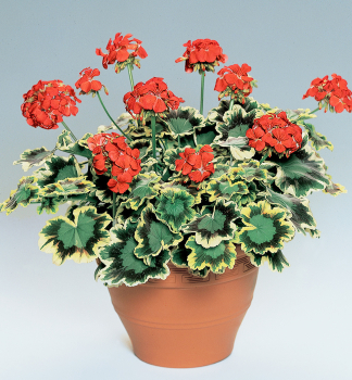 Stehend Geranie 'PELGARDINI� MRS POLLOCK', Cont. 0,5 l