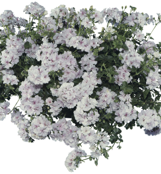 H�nge-Geranie �BLANCHE ROCHE��, Cont. 0,5 l