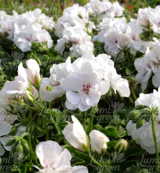Obr�zok (8)