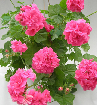 H�nge-Geranie �VICKY��, Cont. 0,5 l