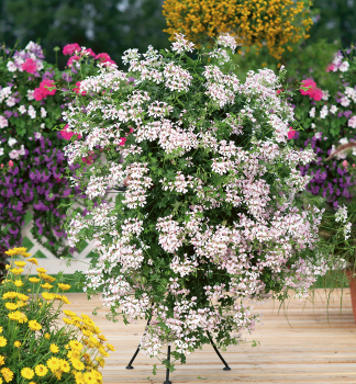 H�nge-Geranie �VILLE DE DRESDEN�, Cont. 1 l