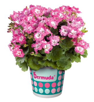 Edelgeranie �BERMUDA�ROSE�, Cont. 0,5 l