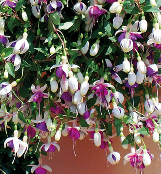 Fuchsie �LA CAMPANELLA�, Cont. 0,5 l