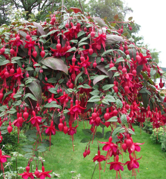 Fuchsie �MARINKA�, Cont. 0,5 l