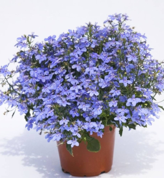 M�nnertreu 'WFL�HOT WATERBLUE', Cont. 0,5 l