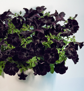 Petunie 'CRAZYTUNIA� BLACK MAMBA', Cont. 0,5 l