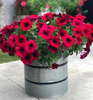 Petunie �CRAZYTUNIA� RED BLUES�, Cont. 0,5 l