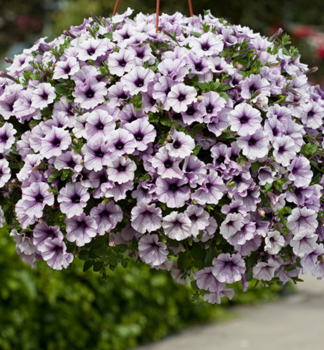 Surfinie �BLUE VEIN��, Cont. 0,5 l