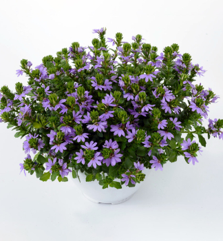 F�cherblume �PURPLE HAZE�, Cont. 0,5 l