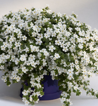 Schneeflockenblume �YAKIMA�GIGA WHITE�, Cont. 0,5 l