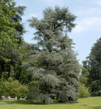 Libanon-Zeder GLAUCA 50-60 cm, Cont. 3 l