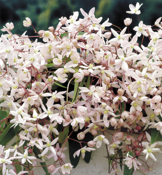 Clematis 'APPLE BLOSSOM'  50-60 cm, Cont. 1,6 l, Pflanze mit Rankhilfen