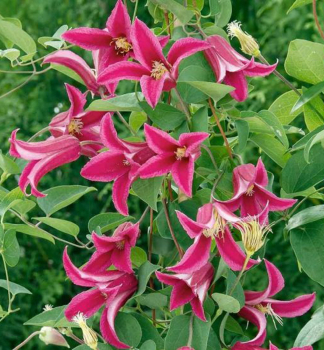 Clematis PRINCESS DIANA 40-50 cm, Cont. 2 l