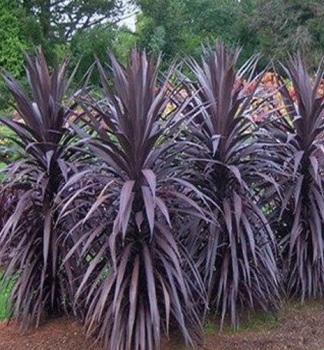 Keulenlilie RED STAR (Cordyline australis) 30-40 cm, Cont. 3 l