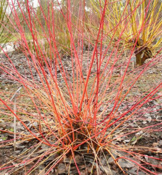 Blutroter Hartriegel 'ANNY'S WINTER ORANGE' 30-40 cm, Cont. 2,5 l