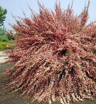 Besenginster 'ZEELANDIA' 20-30 cm, kont. 1,5 l