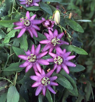 Passionsblume 'LAVENDER LADY' 40-50 cm, Cont. 2 l, Pflanze mit Rankhilfen