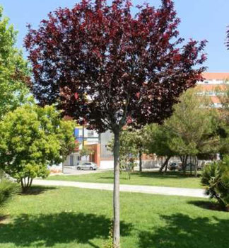 Zierpflaume 'NIGRA' auf Stamm 120 cm, Cont. 10 l