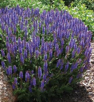 Steppen-Salbei �BLUE FIELD�� Cont. 0,5 l