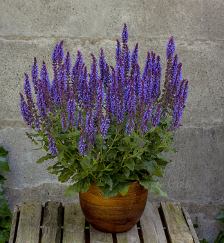 Steppen-Salbei BLUE FIELD Cont. 0,5 l
