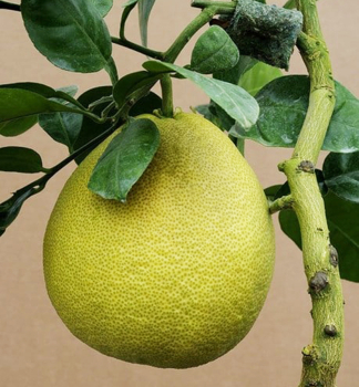 Zitronenpflanze SIAMENSIS 20-30 cm, Cont. 2 l