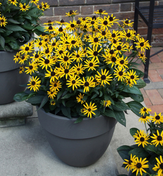 Sonnenhut (Rudbeckia) LITTLE GOLDSTAR Cont. 0,5 l
